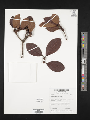 Ficus hartwegii image