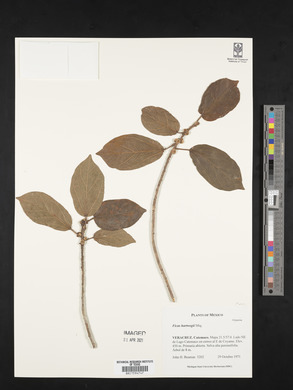 Ficus hartwegii image