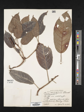 Ficus hemsleyana image