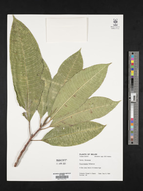 Ficus insipida image