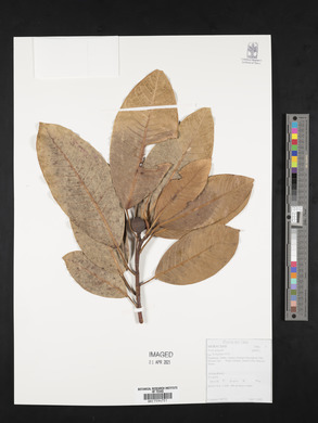 Ficus insipida image