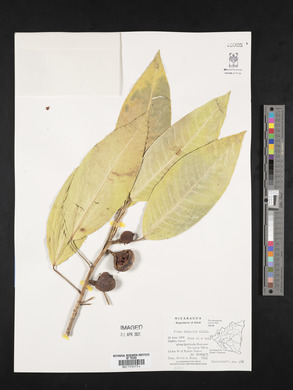 Ficus insipida image