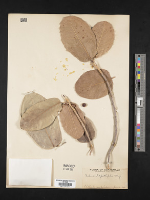 Ficus lapathifolia image