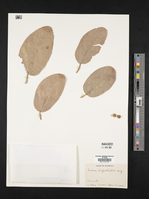 Ficus lapathifolia image