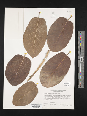 Ficus lapathifolia image