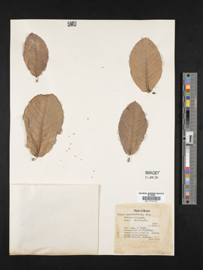 Ficus lapathifolia image