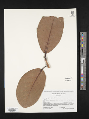 Ficus lapathifolia image