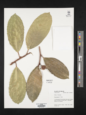 Ficus maxima image