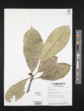 Ficus maxima image