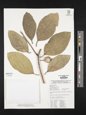 Ficus maxima image