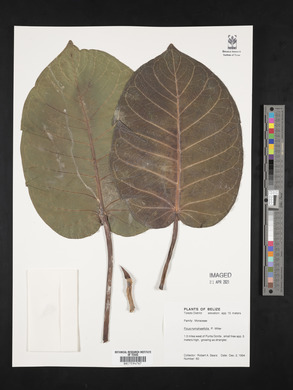 Ficus nymphaeifolia image