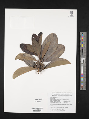 Ficus obtusifolia image