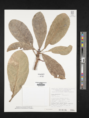 Ficus obtusifolia image