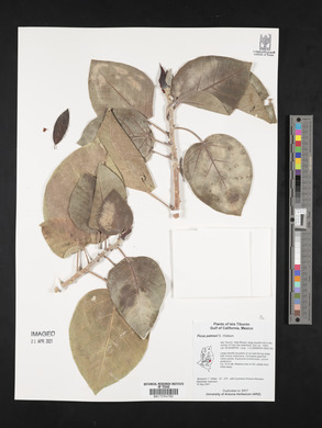 Ficus palmeri image