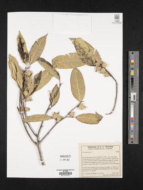 Ficus pertusa image