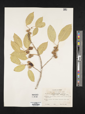 Ficus pertusa image