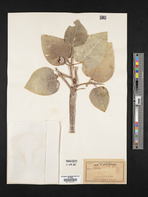 Ficus palmeri image