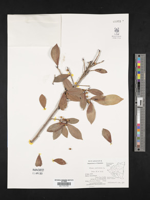 Ficus perforata image