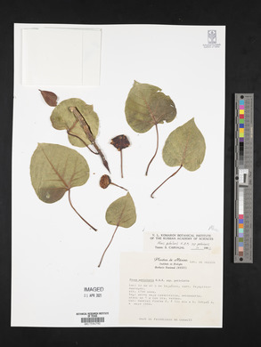 Ficus petiolaris image