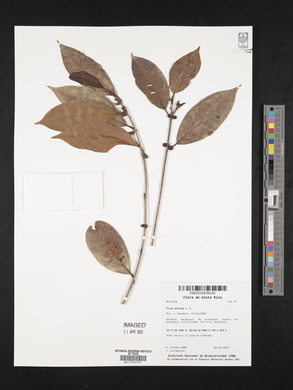 Ficus pertusa image