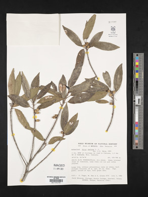 Ficus pertusa image