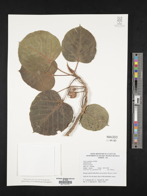 Ficus petiolaris image