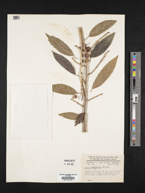 Ficus pertusa image