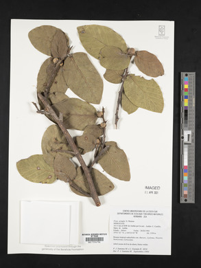 Ficus pringlei image