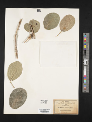 Ficus subrotundifolia image