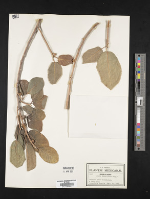 Ficus aurea image