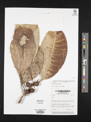 Ficus tonduzii image