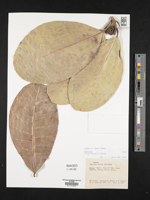 Ficus tonduzii image