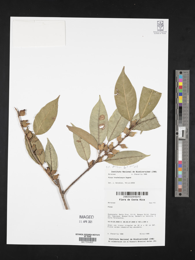 Ficus trachelosyce image