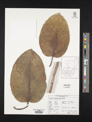 Ficus tuerckheimii image