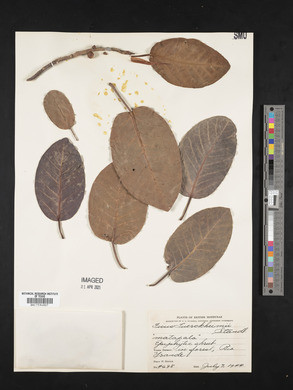 Ficus tuerckheimii image