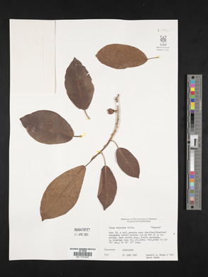 Ficus velutina image