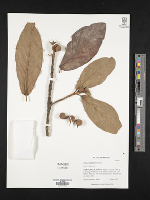 Ficus velutina image