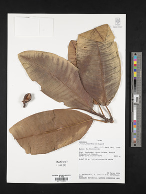 Ficus gigantosyce image