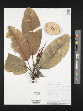 Ficus gigantosyce image