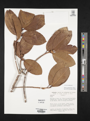 Ficus americana subsp. guianensis image