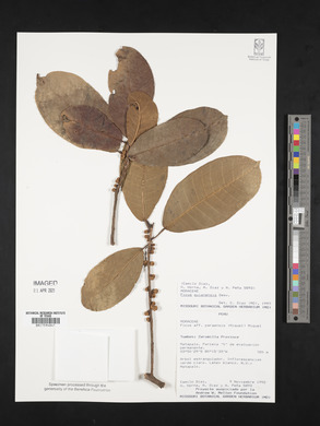 Ficus americana subsp. guianensis image