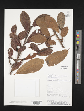 Ficus americana subsp. guianensis image