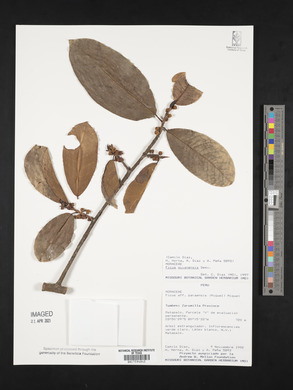 Ficus americana subsp. guianensis image