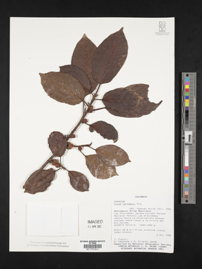 Ficus hartwegii image