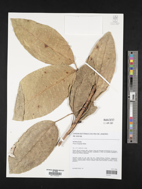 Ficus insipida image