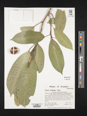 Ficus insipida image