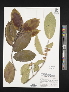 Ficus insipida image