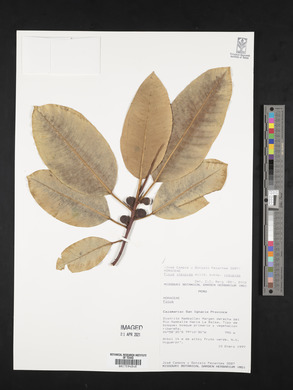 Ficus insipida image