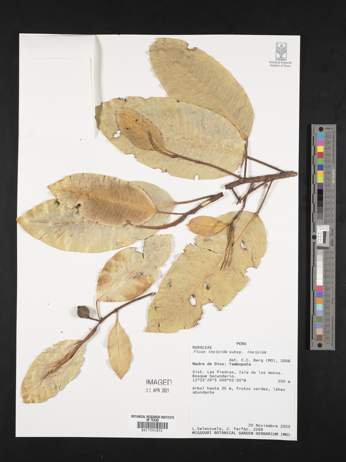 Ficus insipida subsp. insipida image