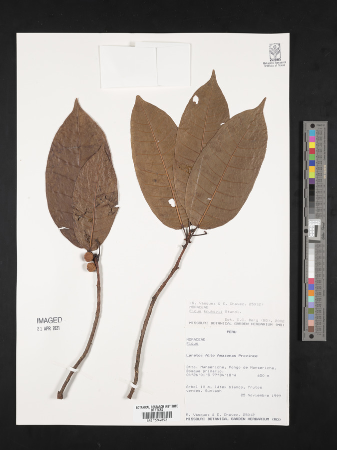 Ficus krukovii image